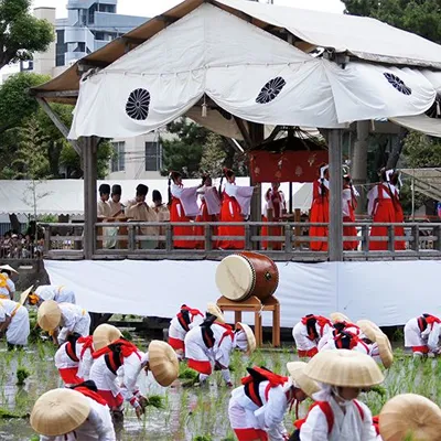 جشن برنج ژاپن
