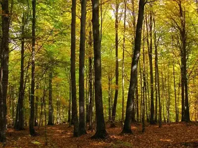 one-day-rash-forest-tour-dey