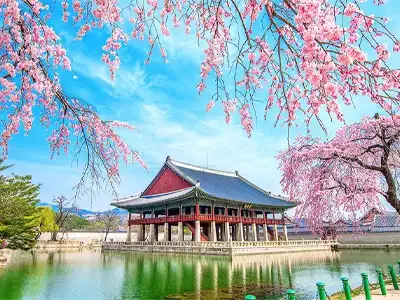 14-day-Japan-Korea-April-tour