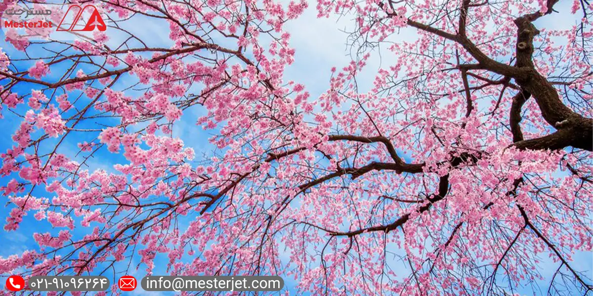 تور شکوفه های گیلاس ژاپن