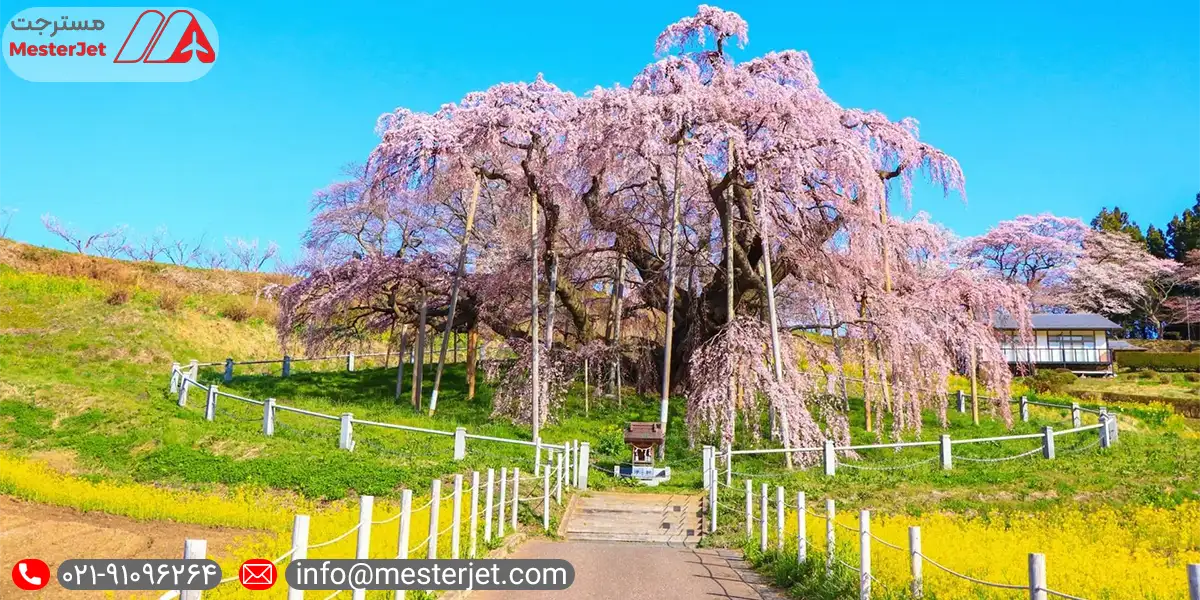 درخت معروف ژاپنی