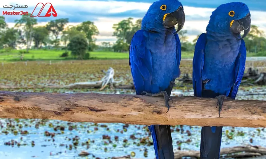 سفر با تور به برزیل