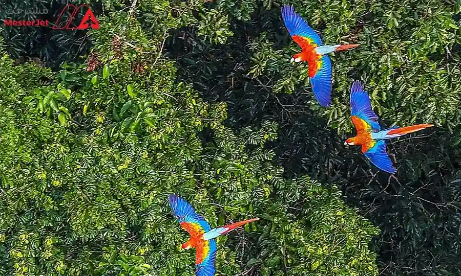 قیمت تور برزیل 