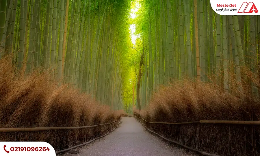 جنگل بامبوی Sagano